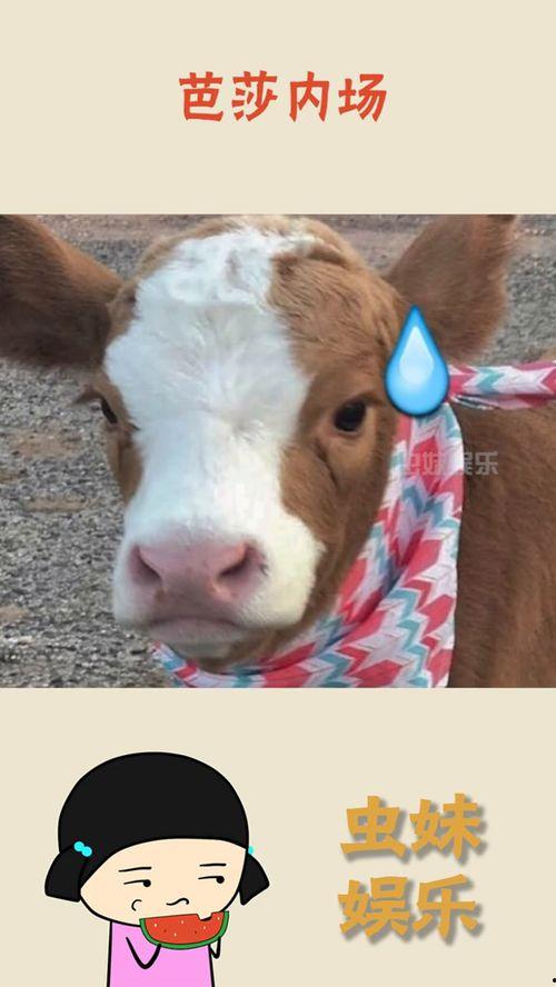 娱乐吃瓜酱社牛闺蜜,揭秘娱乐圈背后的秘密生活 第2张 娱乐吃瓜酱社牛闺蜜,揭秘娱乐圈背后的秘密生活 第2张