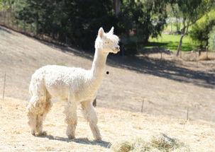 爆料美国羊驼是真的吗视频,美国羊驼视频爆料背后的真实情况  第1张