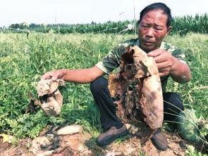 长葛吃瓜最新事件爆料新闻,最新爆料揭露惊人内幕 第2张 长葛吃瓜最新事件爆料新闻,最新爆料揭露惊人内幕 第2张